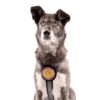 Brustgeschirr für Hunde und Hundehalsband - Farbe Silber. Frontalansicht am Hund - Hundegeschirr mit austauschbarem Klettverschluss Patch - Mit aufgestickter Katze - I love cats