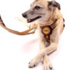 Liegender Hund mit Brustgeschirr in gold, mit individualisierbarem Namenspatch auf der Brust und mit einer goldenen Hundeleine.