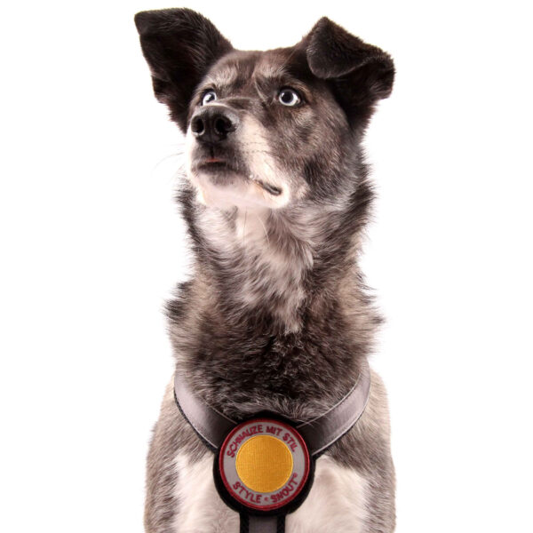 Hund mit Brustgeschirr in silber, mit individualisierbarem Patch auf der Brust.