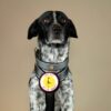 Brustgeschirr für Hunde und Hundehalsband - Farbe Silber. Frontalansicht am Hund - Hundegeschirr mit austauschbarem Klettverschluss Patch - I love Sylt