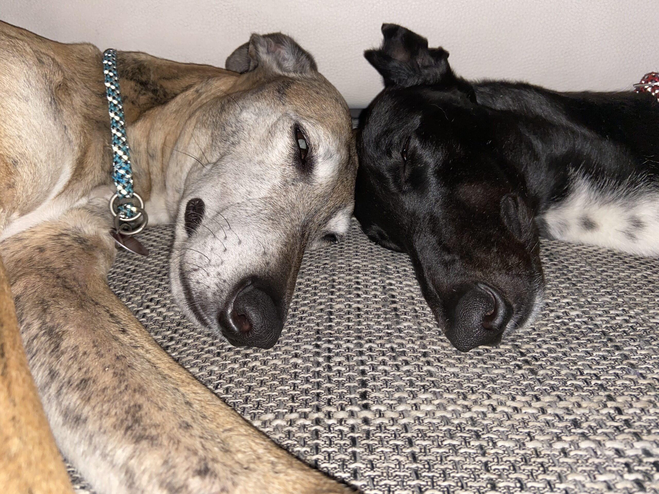 Read more about the article Anita und Bridget – die besondere Geschichte über die tiefe Freundschaft zwischen zwei Handicap-Hunden