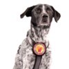 Brustgeschirr für Hunde und Hundehalsband - Farbe Silber. Frontalansicht am Hund - Hundegeschirr mit austauschbarem Klettverschluss Patch - Mit aufgesticktem Logo - Ein Herz für Streuner