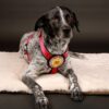 Brustgeschirr am Hund - Patch&Style - Farbe Beere Rot-Seitenansicht - Hundegeschirr mit austauschbarem Klettverschluss Patch