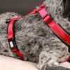 Brustgeschirr am Hund - Patch&Style - Farbe Beere Rot-Seitenansicht - Hundegeschirr mit austauschbarem Klettverschluss Patch