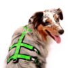 Rückenansicht von einem Hund. Aussie mit Sicherheitsgeschirr in grün von stylesnout