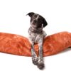 Schlaf-Schlange für Hunde in der Farbe Apricot. Ob als Kopfstütze für flache Bettchen, als Kuschelersatz und Wärmespender, dieses Hundekissen ist universell einsetzbar.