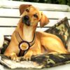 Brustgeschirr für Hunde - Farbe Gold/Beige. Frontalansicht am Hund - Hundegeschirr mit austauschbarem Klettverschluss Patch - Mit individuellen Aufstick
