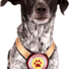 Brustgeschirr für Hunde und Hundehalsband - Farbe Gold. Frontalansicht am Hund - Hundegeschirr mit austauschbarem Klettverschluss Patch - Mit aufgestickte Hundepfote