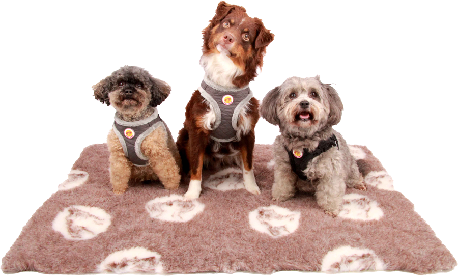 Drei kleine Hunde mit Brustgeschirr Patch&Soft von Stylesnout auf Hundedecke